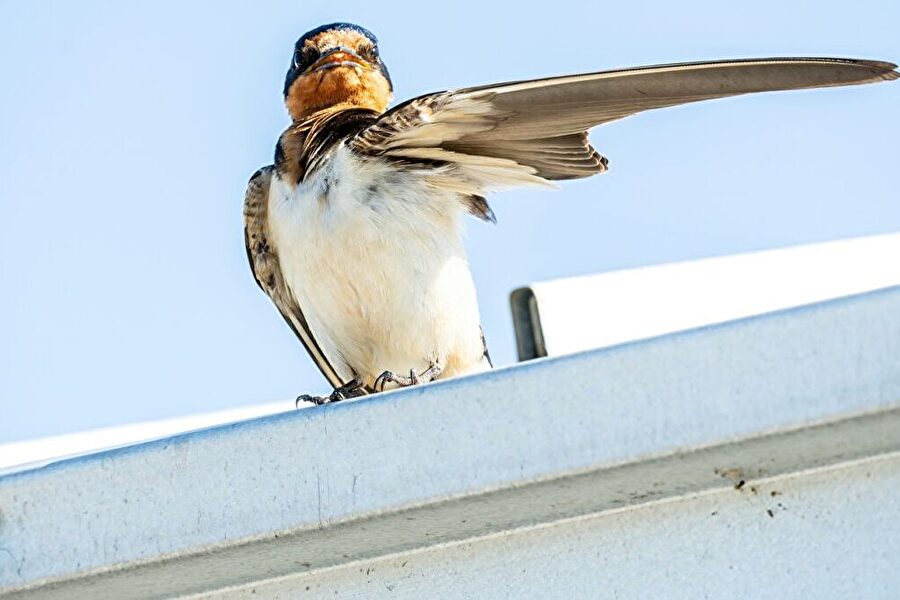 bird hero